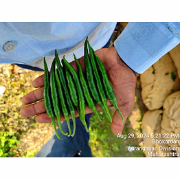 gouri green chilli