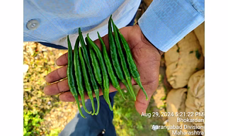 Green chilli