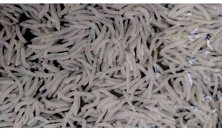 1509 Creamy Sella Basmati Rice