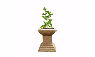 Roto Tulsi Planter