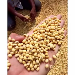 soya beans seeds