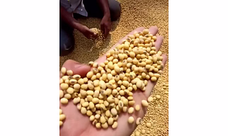 soya beans seeds