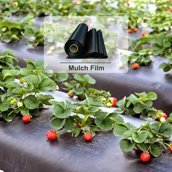 AGRICULUTRE MULCH FILM 1MX400MX25MIC-2