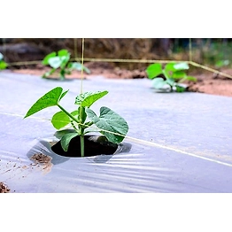 AQUASHAKTI Agriculture Mulch Film 1m x 400m x 30 mic