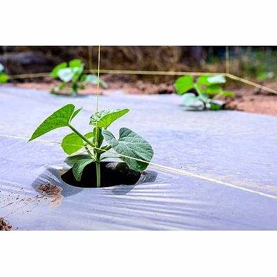 aquashakti agriculture mulch film 1m x 400m x 30 mic