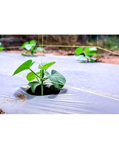 Agriculture Mulch Film 1m x 400m x 30 mic-2