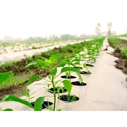 AQUASHAKTI Agriculture Mulch Film 1.2M X 400M X 25 MIC