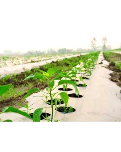 Agriculture Mulch Film 1.2M X 400M X 25 MIC-2