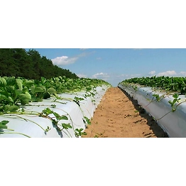 AQUASHAKTI Agriculture Mulch Film 1.2X400MX30 MIC