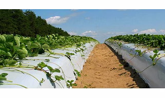 Agriculture Mulch Film 1.2X400MX30 MIC