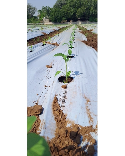 Agriculture Mulch Film 1.2M X 400M X 25 MIC-1