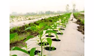 Agriculture Mulch Film 1m x 400m x 30 mic