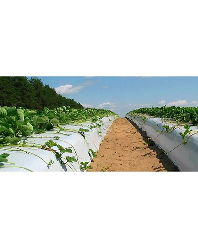 Agriculture Mulch Film 1m x 400m x 30 mic-1