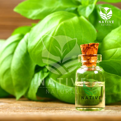 sweet basil essential oil