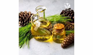 Pine Essential Oil