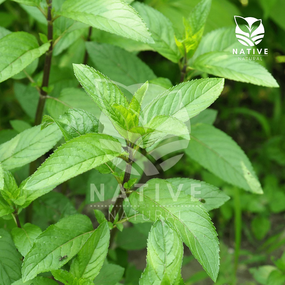 Mentha Arvensis Essential Oil image 2