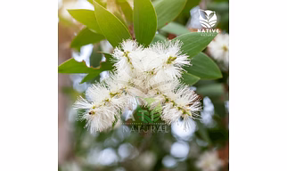 Cajeput Essential Oil
