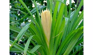 Kewra Oil , Kewra Oil ,Keora Oil ,Pandanus Oil