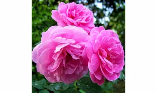 Rose Oil
