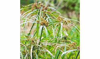 Nagarmotha OIl