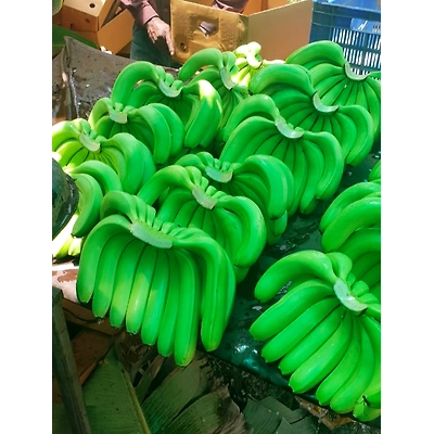 Bananas - Premium Fresh and Sweet from KSK Exim-4