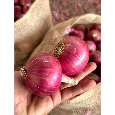 Onions - Premium Quality Fresh Onions from KSK Exim-12597056
