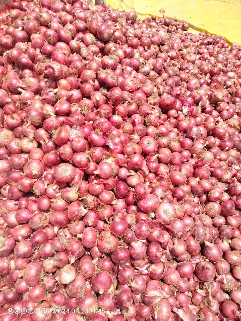 Onions - Premium Quality Fresh Onions from KSK Exim-1