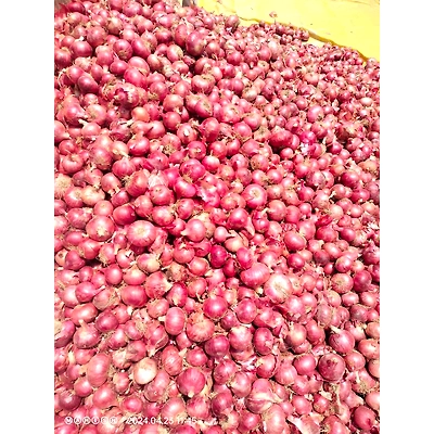 Onions - Premium Quality Fresh Onions from KSK Exim-1