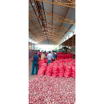 Onions - Premium Quality Fresh Onions from KSK Exim-3