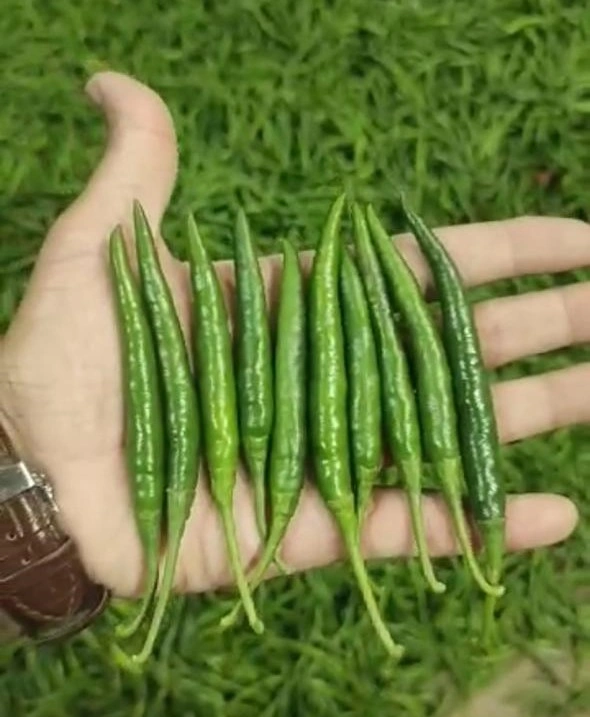 Green Chillies - Premium Quality Fresh and Spicy-12585196