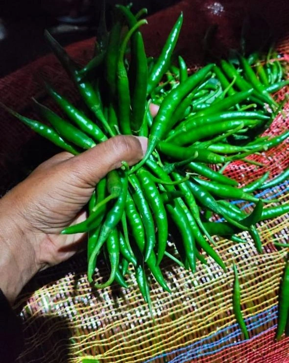 Green Chillies - Premium Quality Fresh and Spicy-1