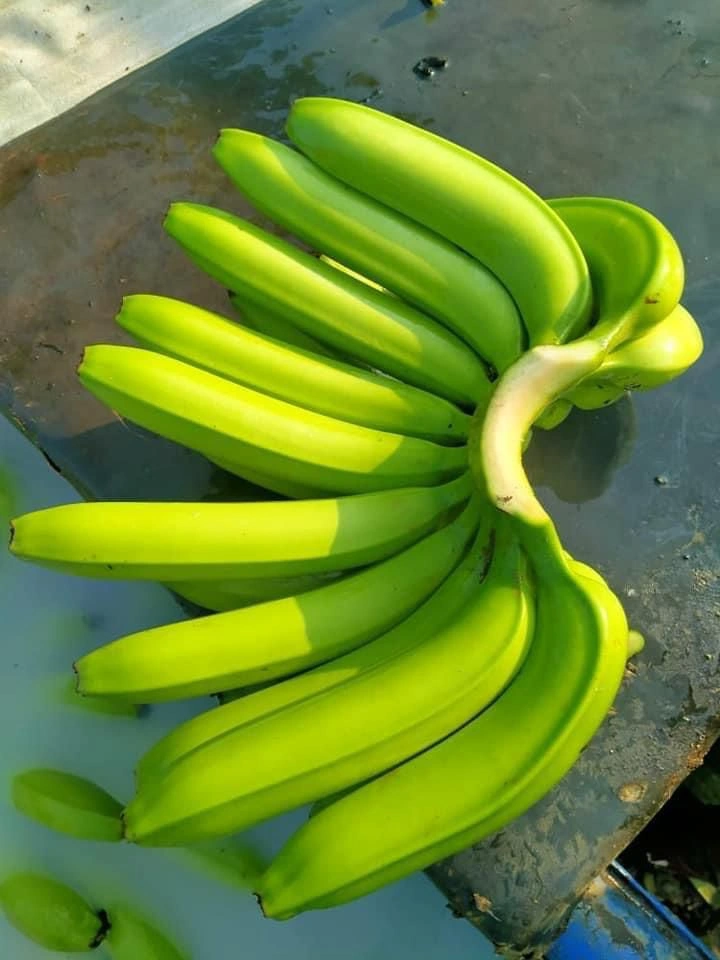 Bananas - Premium Fresh and Sweet from KSK Exim-12597054