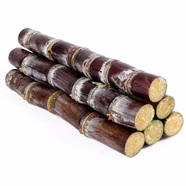 sugarcane