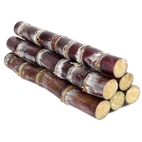Sugarcane