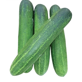 Cucumber