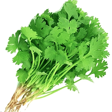 Coriander Leaves-1