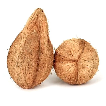Semi Husked Coconut-1