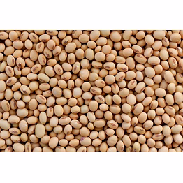 organic soybean