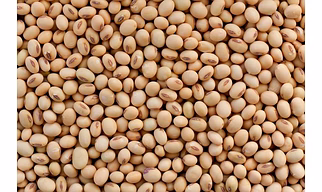 soybean