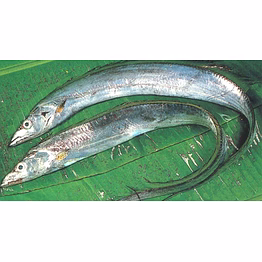 unbranded ribbonfish a+++ export quality - healthy and tasty!