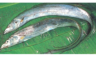 RibbonFish A+++ Export Quality - Healthy and tasty!