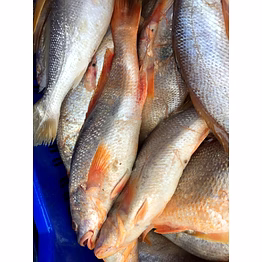 unbranded croaker fish - does not actually croak but is tasty