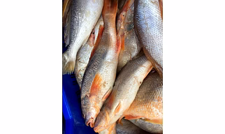 Croaker Fish - Does not actually croak but is tasty