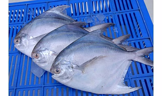 Indian Pomfret A++ Export Quality - A classic!