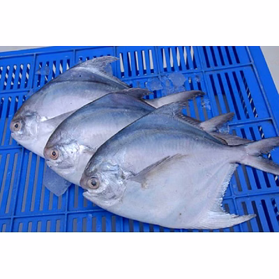 unbranded indian pomfret a++ export quality - a classic!