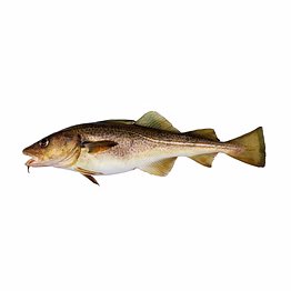 unbranded indian high quality a+++ jackfish