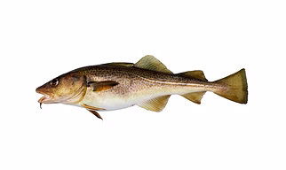 Indian High Quality A+++ Jackfish
