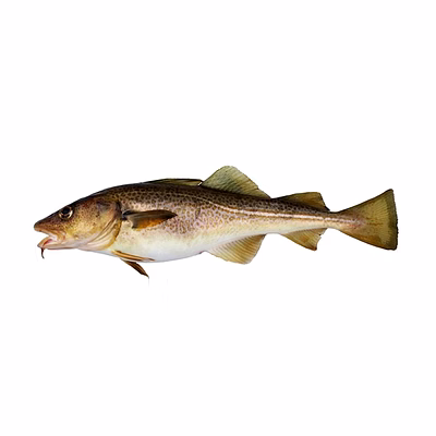 unbranded indian high quality a+++ jackfish