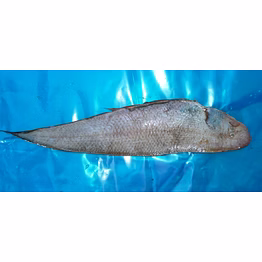 unbranded indian top notch quality sole fish