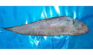 Indian Top Notch Quality Sole Fish